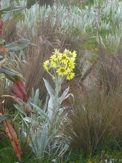 Senecio niveoaureus, photographed by Jean-Paul Boerekamps