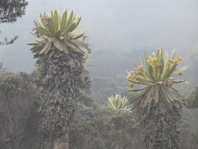 Espeletia hartwegiana, photographed by Jean-Paul Boerekamps
