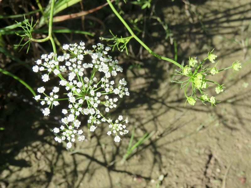Ptilimnium costatum, photographed by Laura Clark