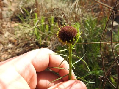 Callilepis leptophylla, photographed by Matthew Fainman