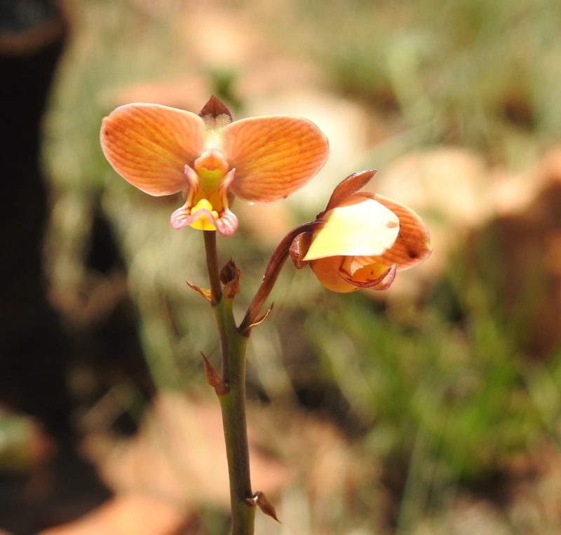 Eulophia tuberculata, photographed by Matthew Fainman