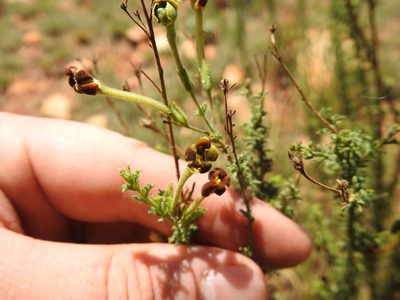 Jamesbrittenia burkeana, photographed by Matthew Fainman