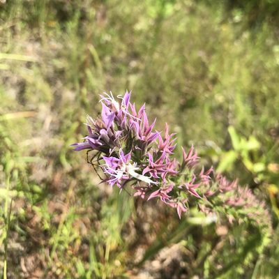 Liatris hesperelegans, photographed by Laura Clark