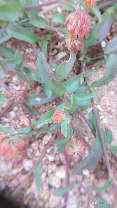 Allmania nodiflora, photographed by Swarochi Tathagath