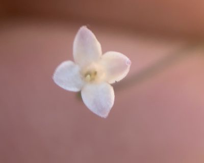 Cordylostigma virgatum, photographed by Matthew Fainman
