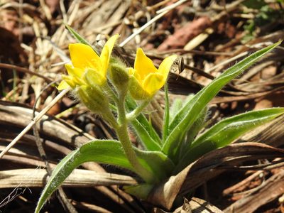 Hypoxis obtusa, photographed by Matthew Fainman