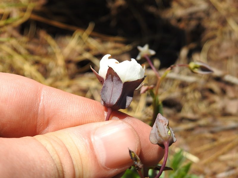 Trichodesma physaloides, photographed by Matthew Fainman
