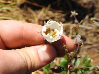 Trichodesma physaloides, photographed by Matthew Fainman