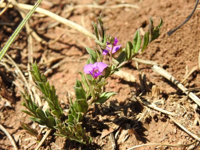 Polygala uncinata, photographed by Matthew Fainman