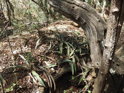 Dracaena aethiopica, photographed by Matthew Fainman