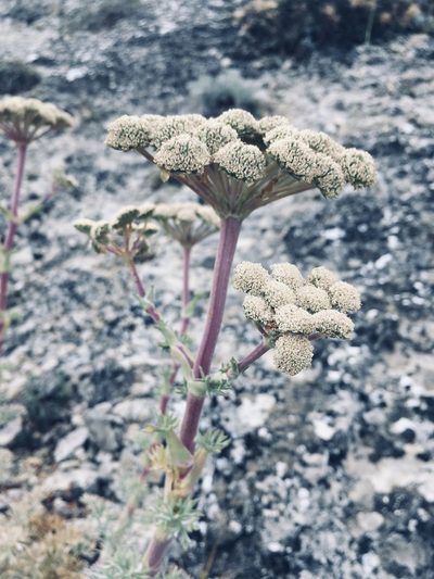 Seseli gummiferum, photographed by abogomazova