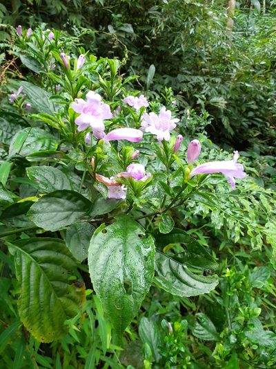 Strobilanthes cusia, photographed by 雲一百香果