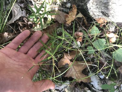 Trichogalium arkansanum, photographed by rashcollector