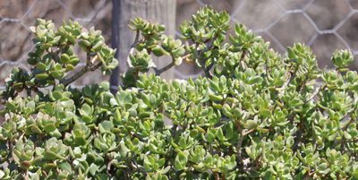 Crassula ovata, photographed by Dave Brown