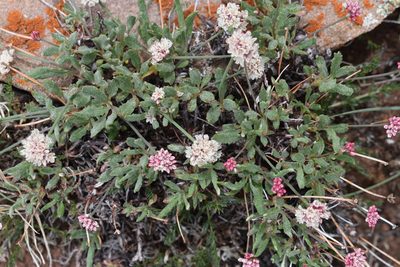 Eriogonum coloradense, photographed by John Powers