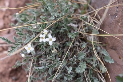 Smelowskia americana, photographed by John Powers