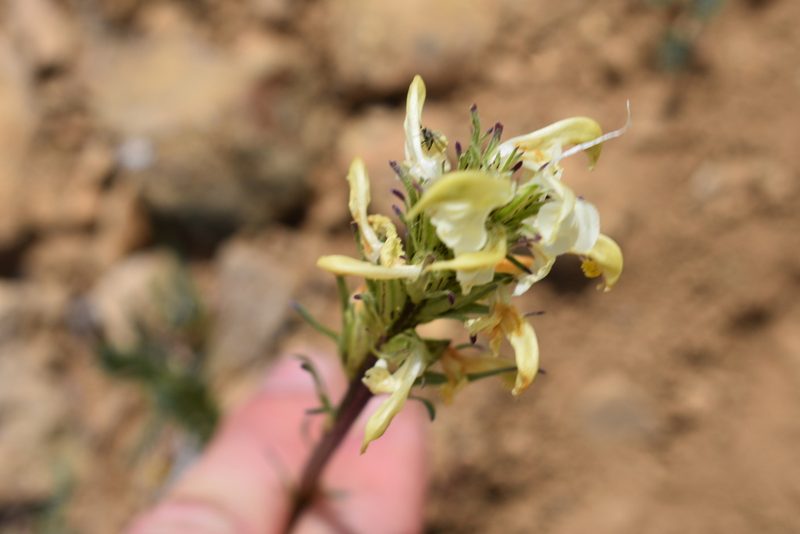Pedicularis parryi, photographed by John Powers
