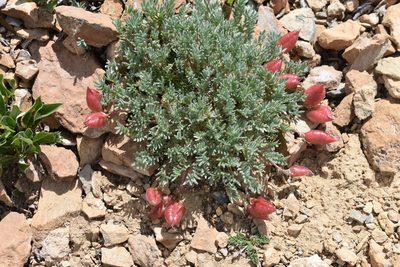 Oxytropis podocarpa, photographed by John Powers