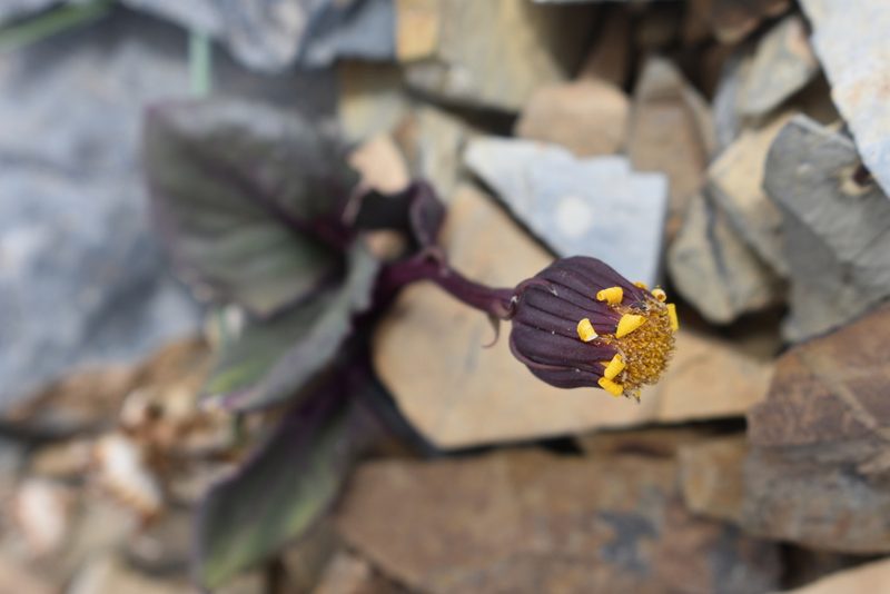 Senecio soldanella, photographed by John Powers