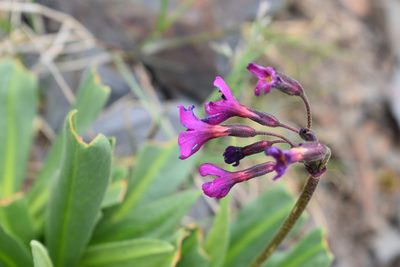 Primula parryi, photographed by John Powers