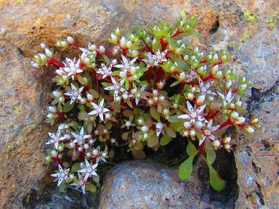 Sedum jaliscanum, photographed by Oscar Alejandro Morales Juárez