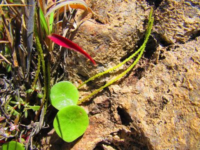Peperomia monticola, photographed by Oscar Alejandro Morales Juárez