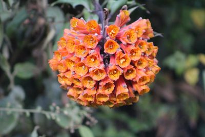 Bomarea multiflora, photographed by GERMAN LEONEL SARMIENTO CRUZ