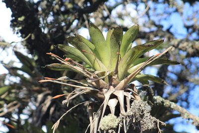 Tillandsia complanata, photographed by GERMAN LEONEL SARMIENTO CRUZ