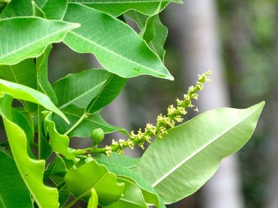 Sapium lateriflorum, photographed by Francisco Farriols Sarabia