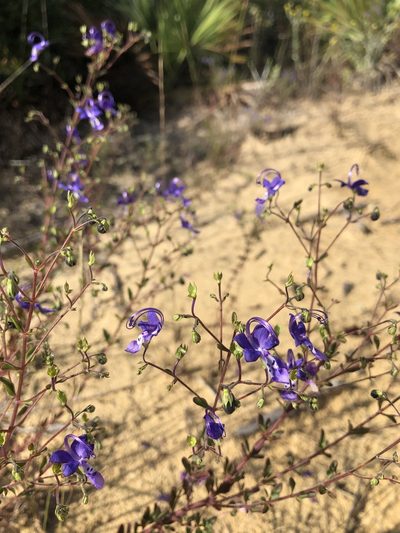 Trichostema suffrutescens, photographed by novvictan