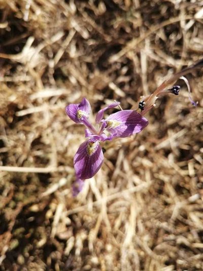 Moraea simulans, photographed by Ricus Nel