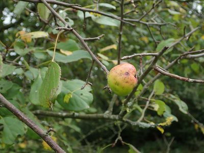 Malus sylvestris, photographed by Daniel Cahen