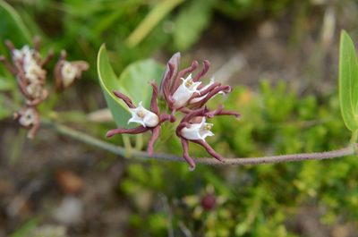 Cynanchum africanum, photographed by Charleen Brunke