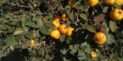 Crataegus mexicana, photographed by Tereso Hernández Morales