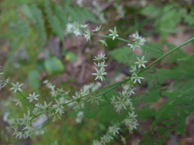 Stenanthium gramineum, photographed by George Williams