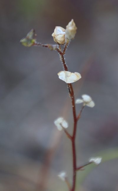 Nemesia pinnata, photographed by Tony Rebelo