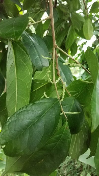Trophis racemosa, photographed by geralg