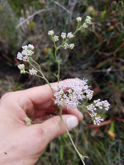 Hartwrightia floridana, photographed by Scott Ward