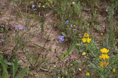 Heliophila coronopifolia, photographed by Tony Rebelo