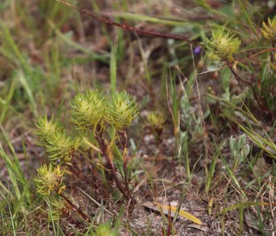 Dischisma capitatum, photographed by Tony Rebelo
