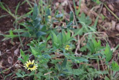 Asparagus ovatus, photographed by Tony Rebelo