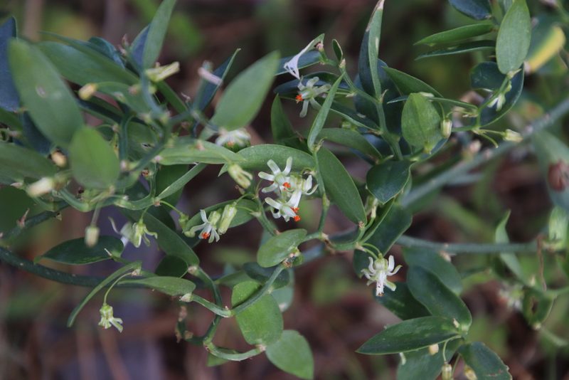 Asparagus ovatus, photographed by Tony Rebelo