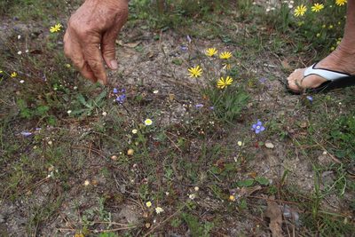 Nemesia pinnata, photographed by Tony Rebelo