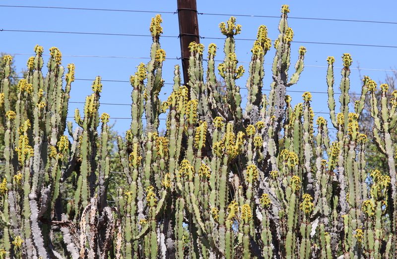 Euphorbia caerulescens, photographed by Dave Brown