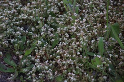 Adenogramma glomerata, photographed by Tony Rebelo