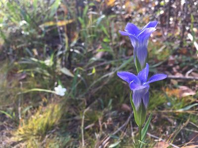 Gentianopsis virgata, photographed by Kathleen Houlahan Chayer