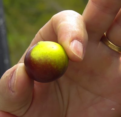 Myrciaria dubia, photographed by Seig