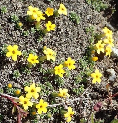 Myosotis uniflora, photographed by John Steel