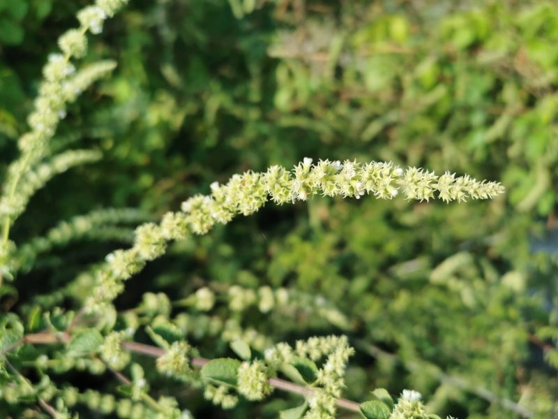 Asterohyptis stellulata, photographed by Juan Carlos Pérez Magaña