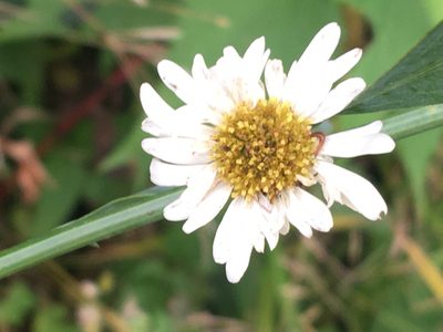 Boltonia asteroides, photographed by Daniel Atha